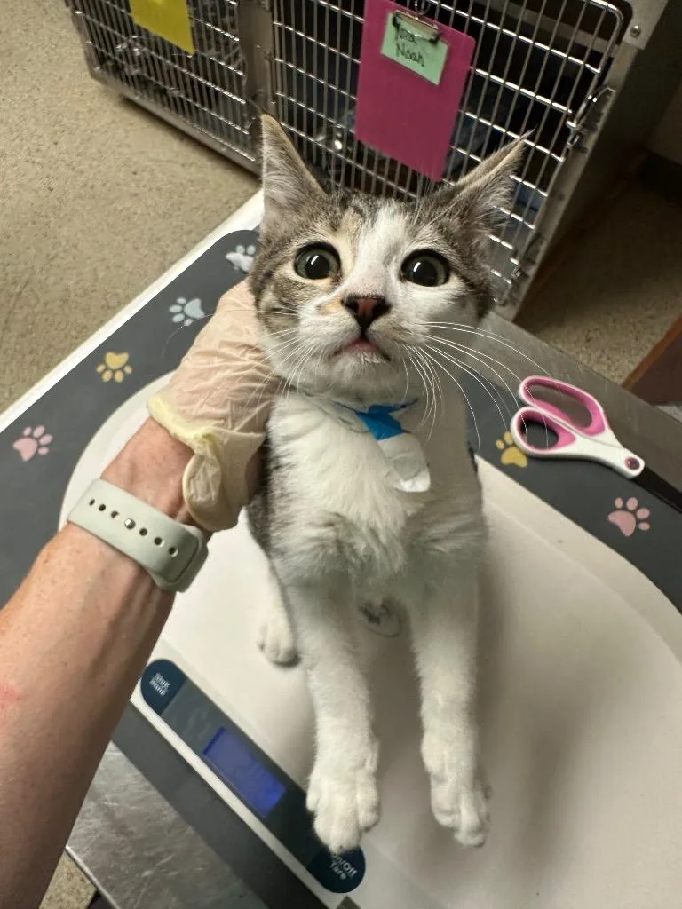 WallE @PetSmart Walker Rd thumbnail 2