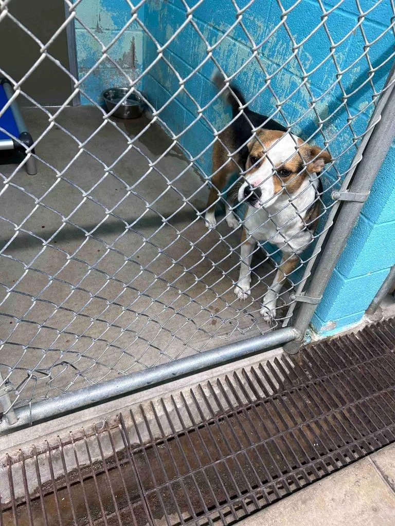 A young medium-sized female Australian Cattle Dog / Blue Heeler dog named Emmy for adoption in Glen Rose, TX