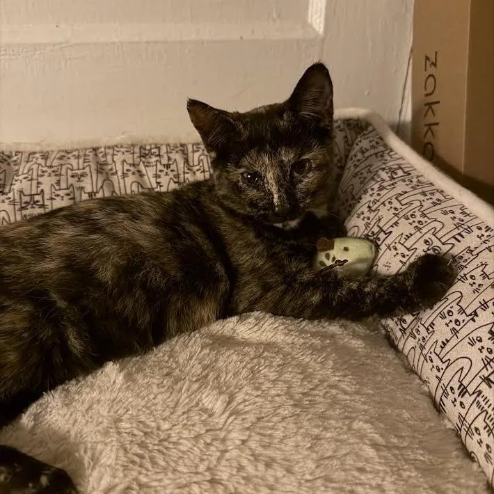 A baby medium-sized female Tortoiseshell Domestic Short Hair cat named Snickerdoodle C for adoption in Minnetonka, MN