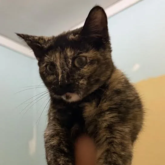 Snickerdoodle C thumbnail 5