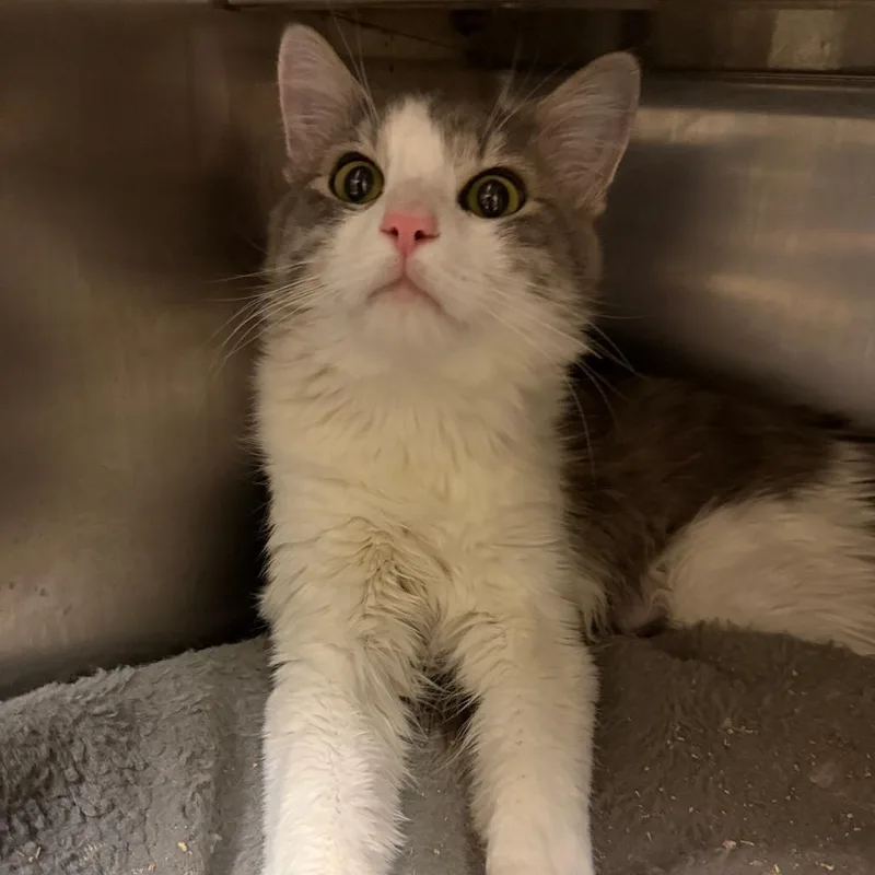 A young medium-sized male Gray / Blue / Silver Domestic Short Hair cat named Charles for adoption in Newberg, OR