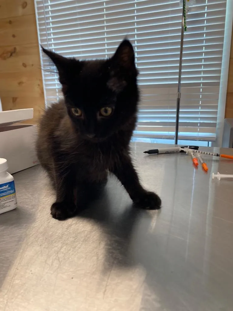A baby medium-sized female Domestic Short Hair cat named Thierry for adoption in Cumming, GA