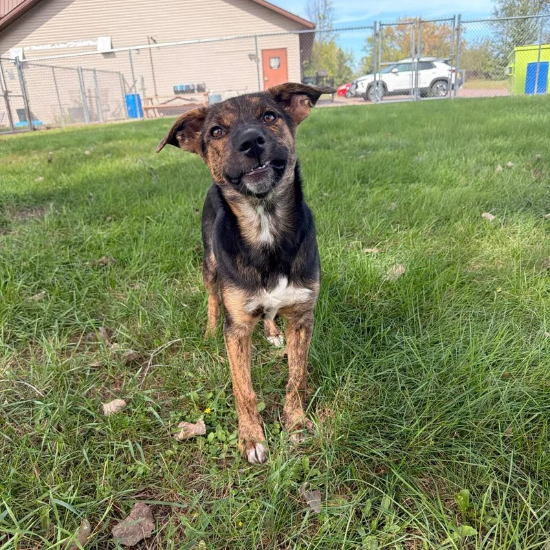 A baby medium-sized female Brown / Chocolate Border Collie dog named Sara for adoption in Chippewa Falls, WI