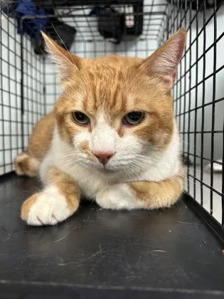 An adult small-sized male Domestic Short Hair cat named Sunny for adoption in Largo, FL