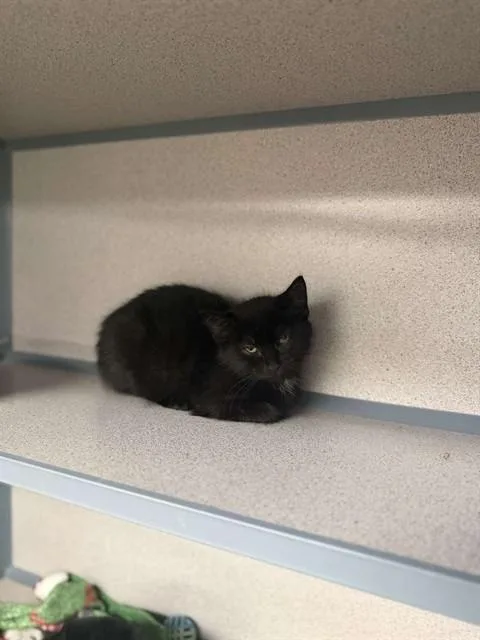 A baby small-sized female Domestic Short Hair cat named Bishop for adoption in Aliquippa, PA