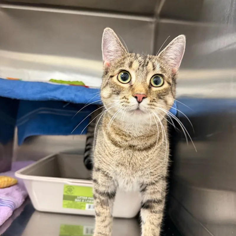A young medium-sized female Gray / Blue / Silver Domestic Short Hair cat named Lucy for adoption in Hamburg, NY