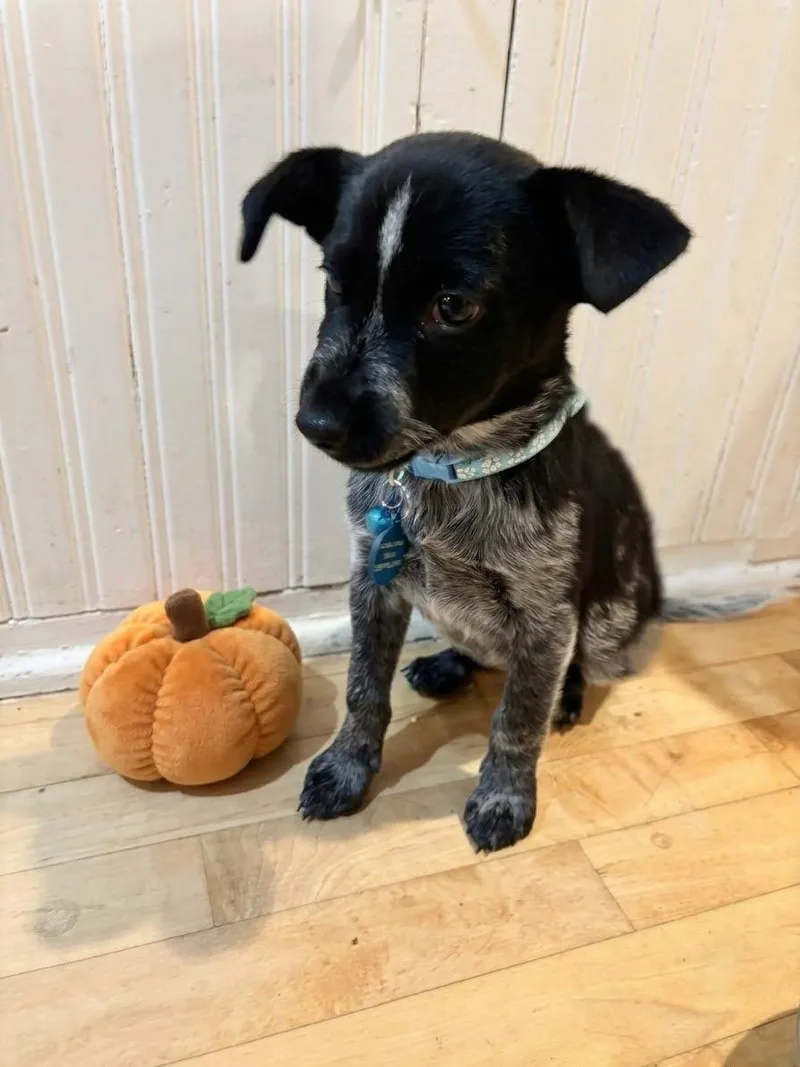 A baby medium-sized female Australian Cattle Dog / Blue Heeler dog named Bluebonnet for adoption in North Prairie, WI