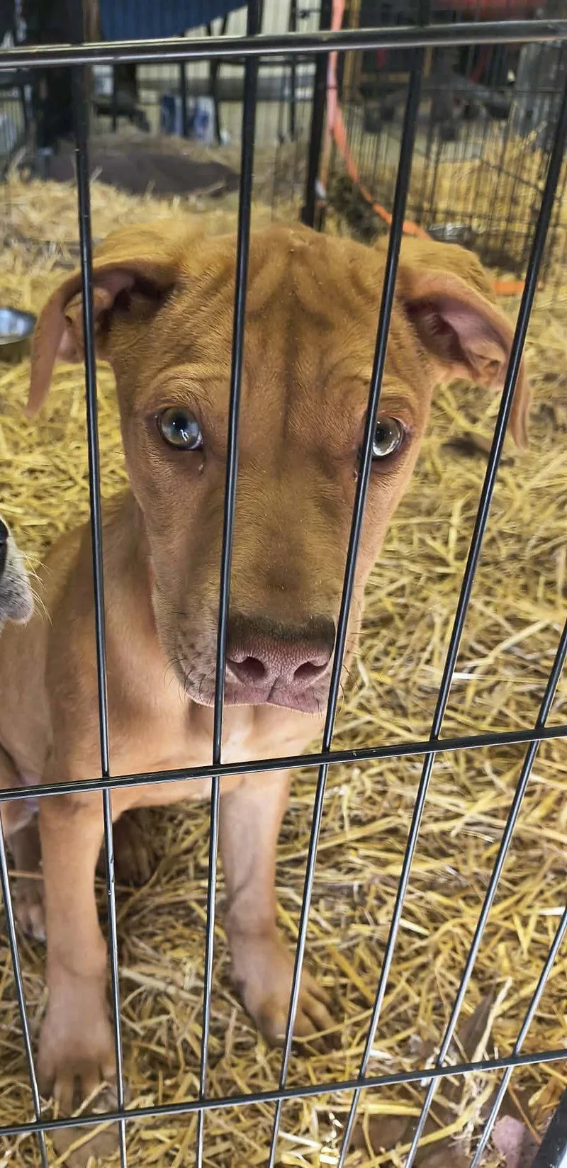 A young large-sized male Catahoula Leopard Dog dog named Tory for adoption in Stover, MO