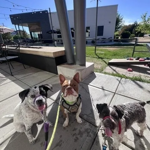An adult small-sized male Gray / Blue / Silver Miniature Schnauzer dog named Charlie for adoption in Boulder, CO