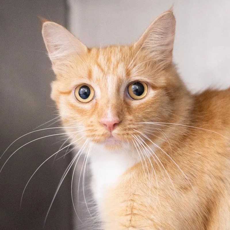 An adult medium-sized female Buff / Tan / Fawn Domestic Medium Hair cat named Tawny for adoption in Monroe, GA