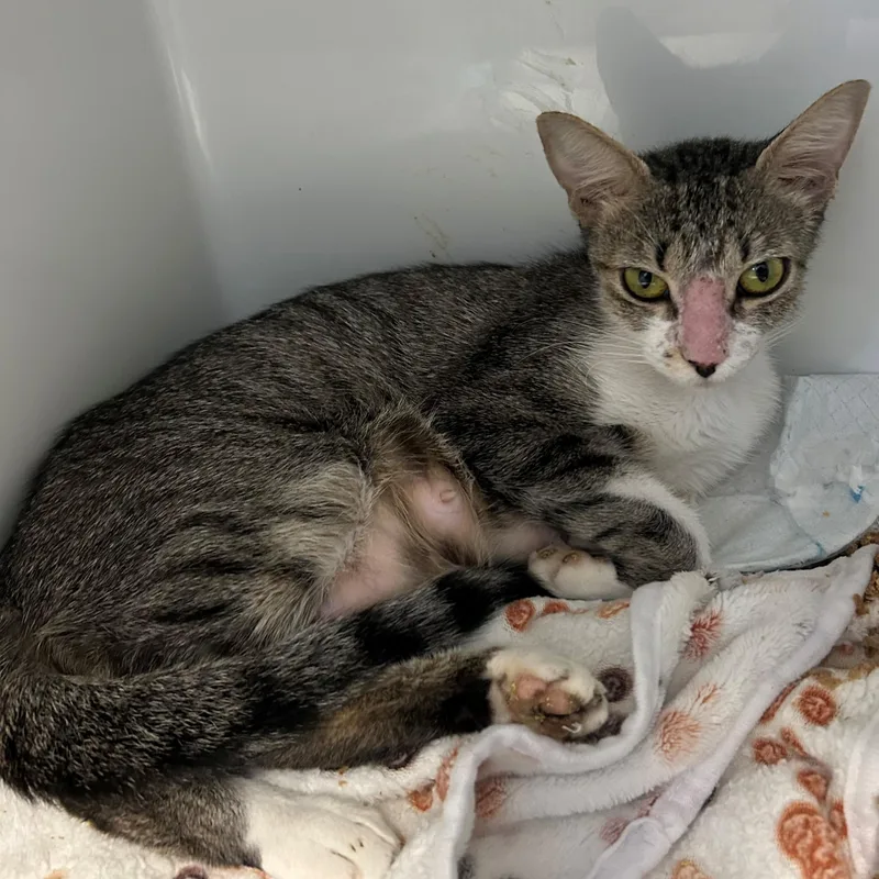 A young medium-sized female Gray & White Domestic Short Hair cat named Purline for adoption in Margate, FL