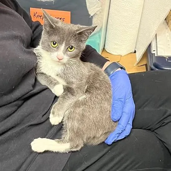 A young small-sized female White Domestic Short Hair cat named Melloney for adoption in Philadelphia, PA