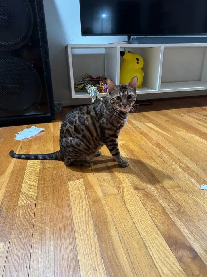 A young medium-sized male Tabby (Leopard / Spotted) Bengal cat named Azar MI for adoption in Louisville, KY