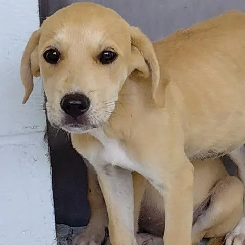 A baby small-sized female Brown / Chocolate Mixed Breed dog named Lena for adoption in Bastrop, TX
