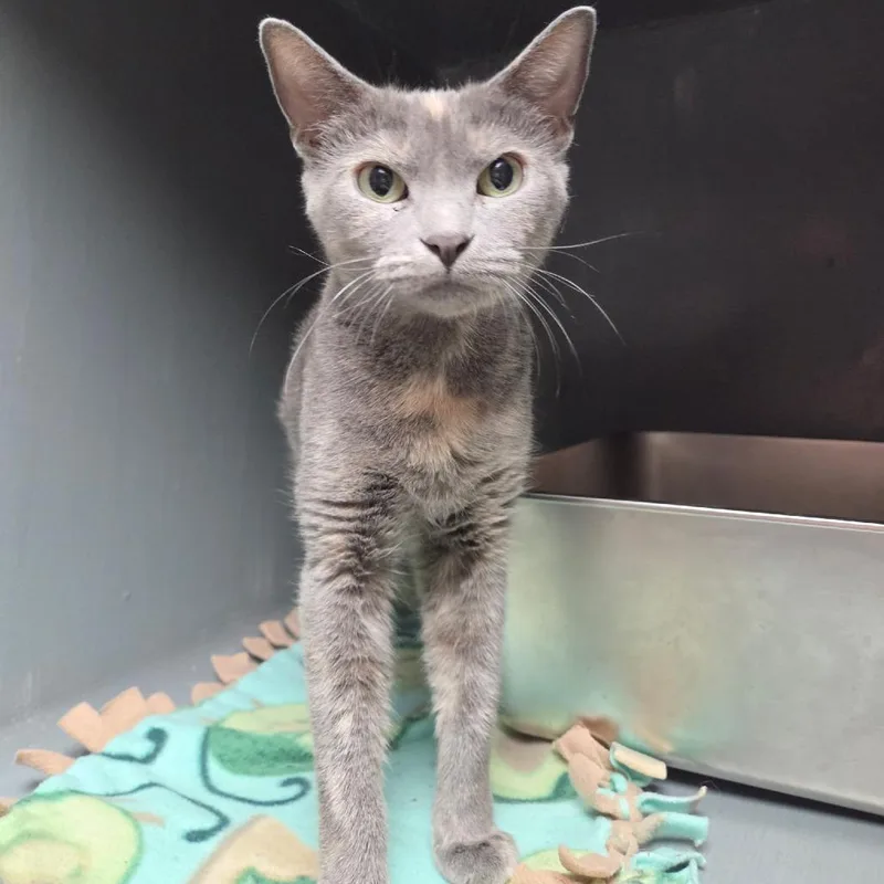 A young medium-sized female Domestic Short Hair cat named Honey for adoption in Normal, IL