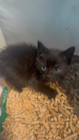 A baby small-sized male Domestic Medium Hair cat named Quinn for adoption in San Martin, CA
