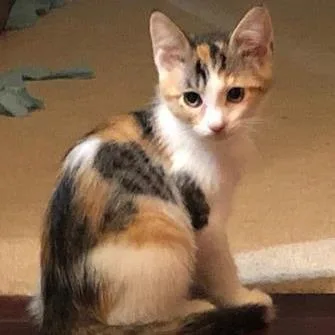 An adult medium-sized female Calico Domestic Short Hair cat named Monarch for adoption in DeKalb, IL