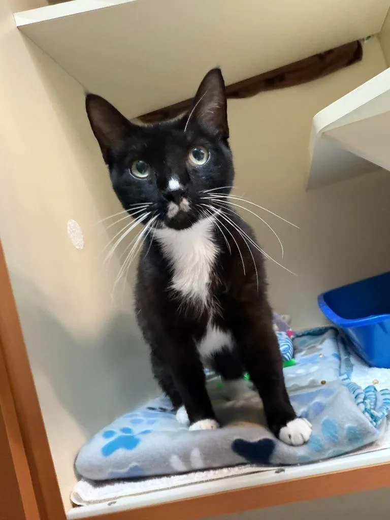 An adult large-sized female Domestic Short Hair cat named Atari for adoption in Sebastian, FL