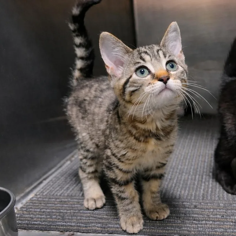A baby medium-sized female Tabby (Brown / Chocolate) Tabby cat named Khione for adoption in Quincy, OH