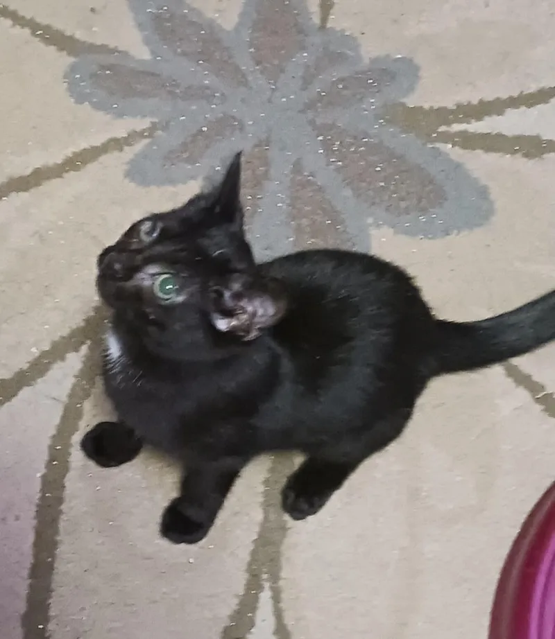 Clairabelle thumbnail 2