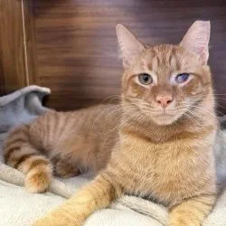 A young medium-sized male Orange / Red Domestic Short Hair cat named Sunny for adoption in Boston, MA