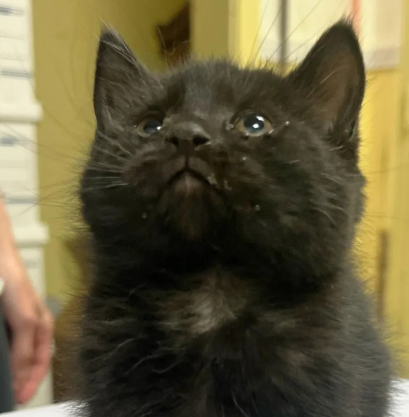 A baby small-sized female Domestic Short Hair cat named Pickles for adoption in Olean, NY