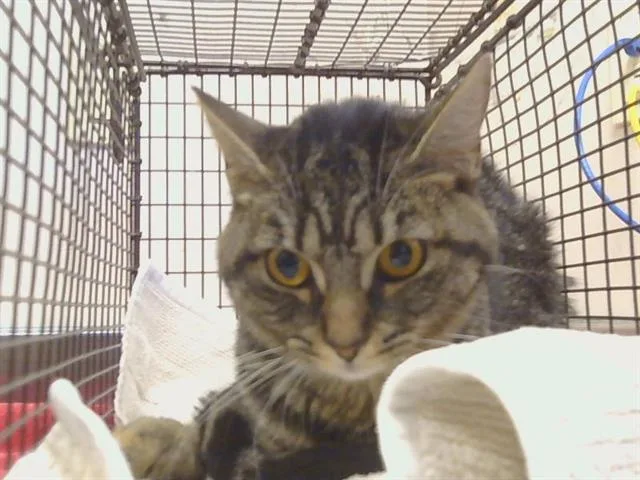 A young medium-sized female Domestic Short Hair cat named Bunny for adoption in Sacramento, CA