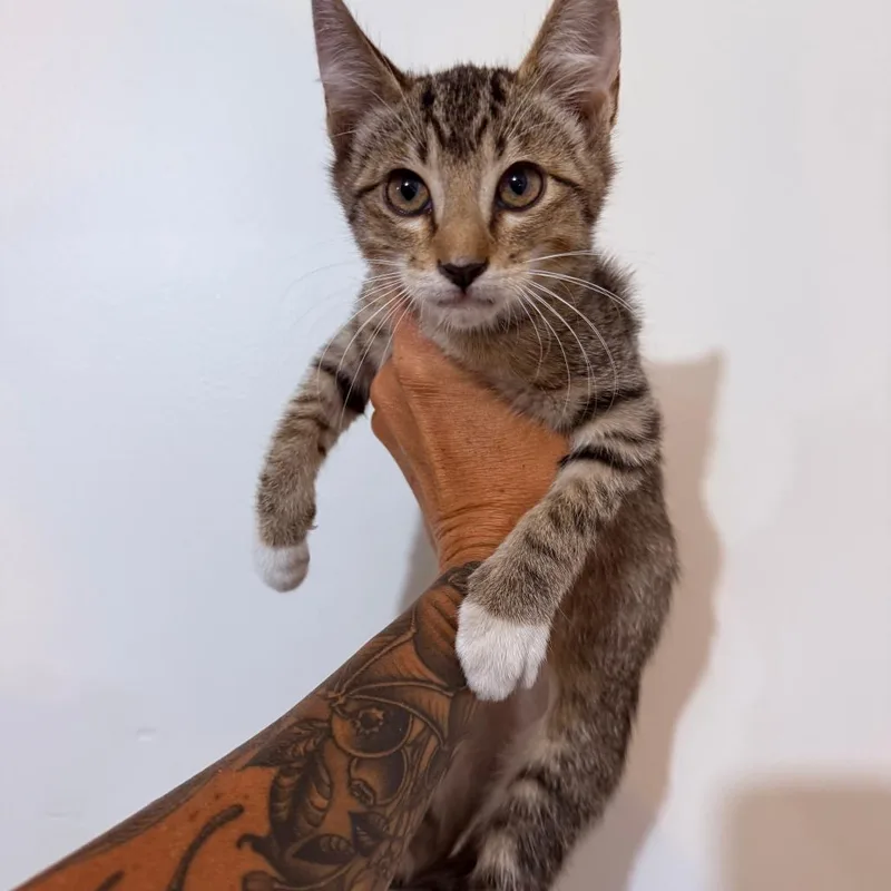 A baby small-sized female Brown / Chocolate Domestic Short Hair cat named Diamond Crock for adoption in Eagle Mountain, UT