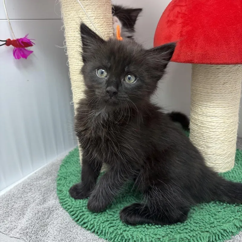 A baby small-sized male Black Domestic Short Hair cat named Mijo for adoption in Durham, NC
