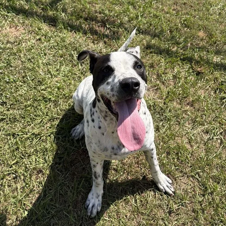 A young medium-sized male Terrier dog named Bane for adoption in Carencro, LA