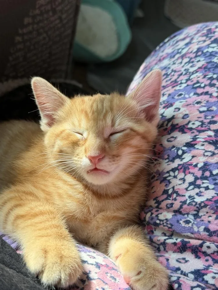 A baby medium-sized female Orange & White Tabby cat named Talon for adoption in Richardson, TX
