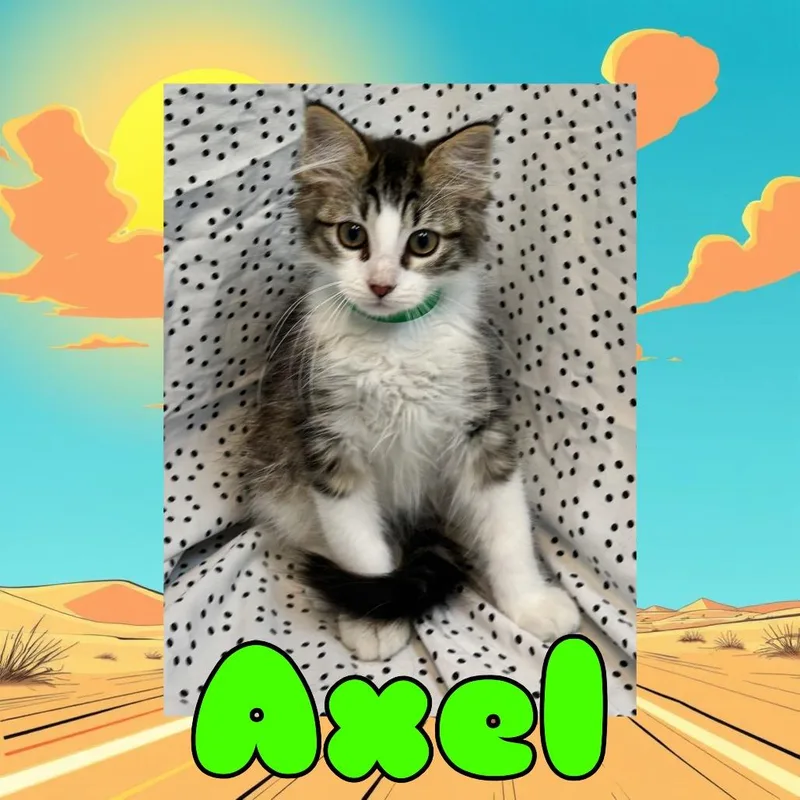 A baby small-sized male White Domestic Medium Hair cat named Axle for adoption in Royse City, TX