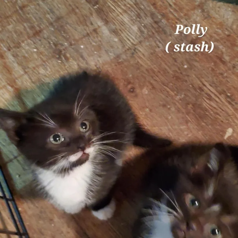 Polly thumbnail 2