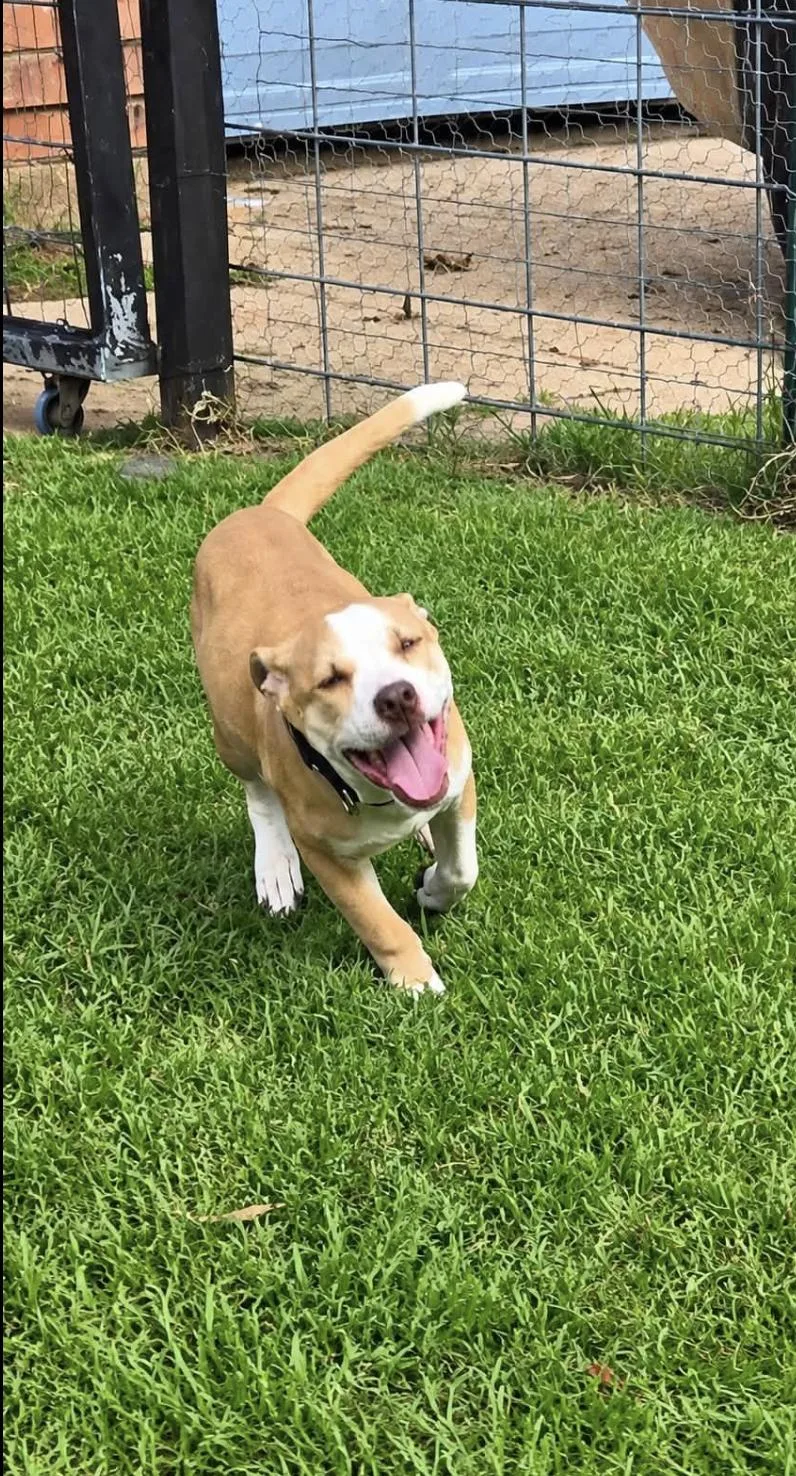 A baby medium-sized female Pointer dog named Sunny for adoption in Allen, TX