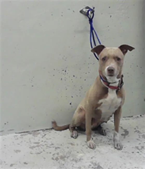 An adult medium-sized female Staffordshire Bull Terrier dog named Kylie for adoption in Houston, TX