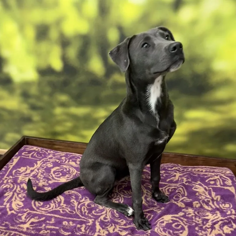A baby medium-sized female Mixed Breed dog named Chi Chi for adoption in Auburn, NH