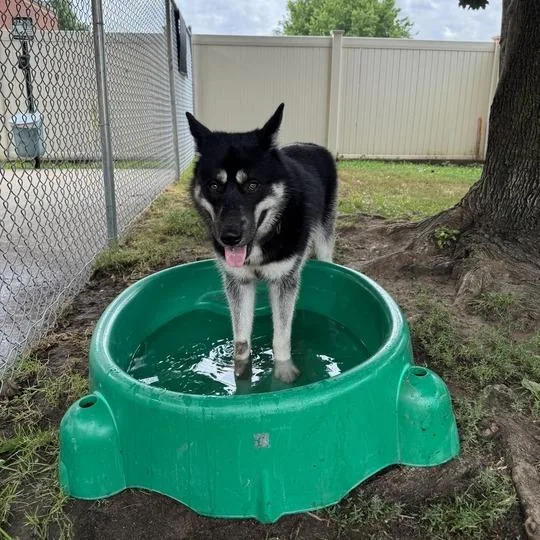 A young medium-sized male Black Husky dog named King for adoption in Springfield, MA