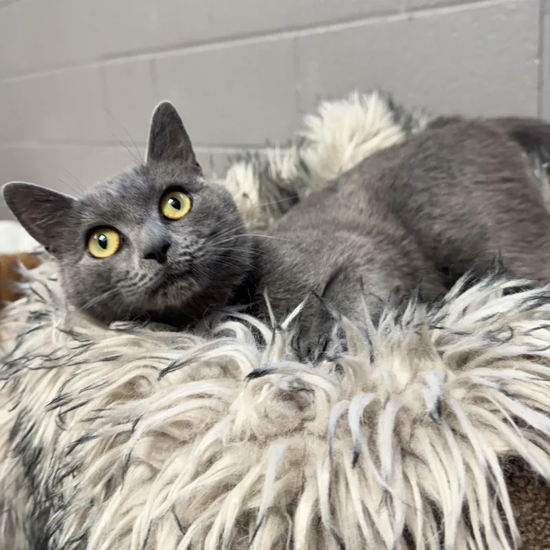 Cuddly Kinsley thumbnail 2