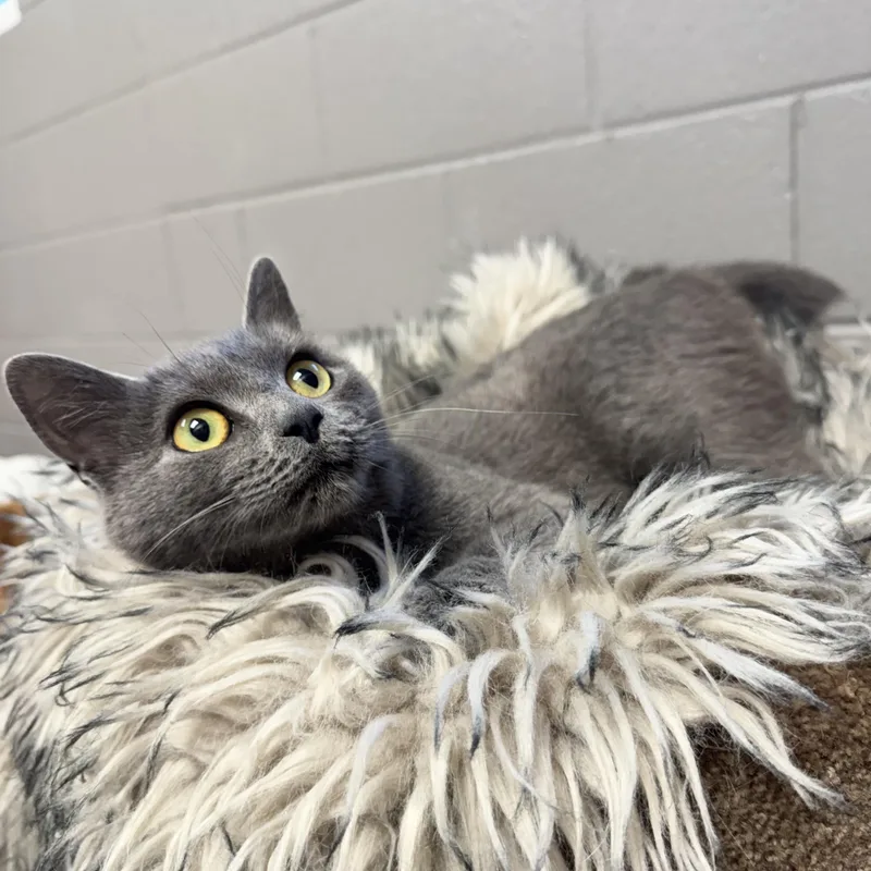 Cuddly Kinsley thumbnail 3