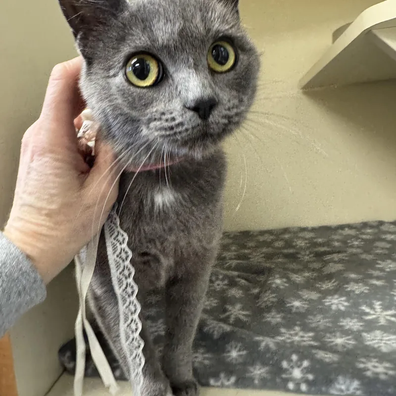 Cuddly Kinsley thumbnail 4