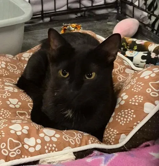 A young medium-sized female Domestic Short Hair cat named Marge for adoption in St. Cloud, MN