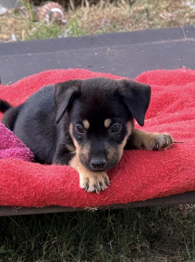 A baby medium-sized male Tricolor (Brown, Black, & White) Mixed Breed dog named Cannoli for adoption in Brookshire, TX