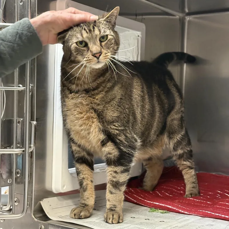A senior medium-sized male Tabby (Brown / Chocolate) Domestic Short Hair cat named Karl for adoption in Beacon, NY