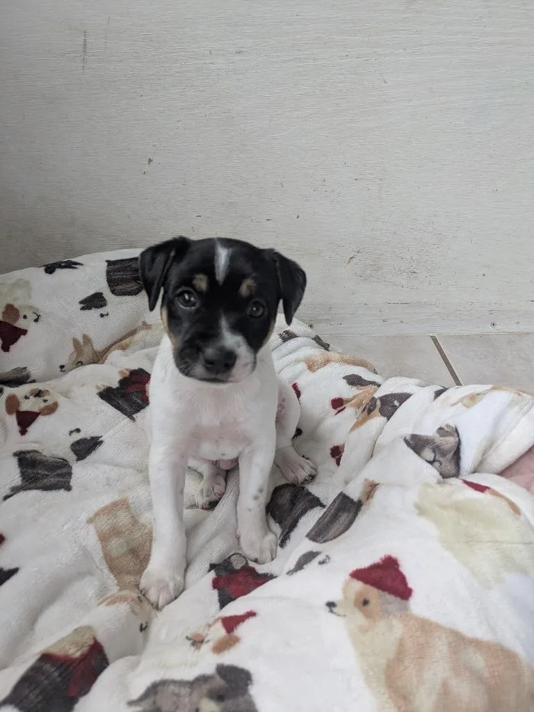 A baby small-sized male Terrier dog named Jasper for adoption in Orlando, FL