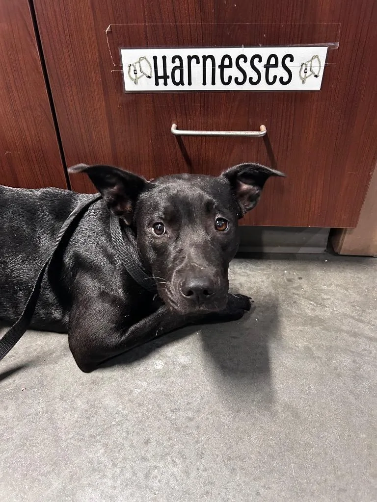 A baby medium-sized female Pit Bull Terrier dog named Dora for adoption in Gautier, MS