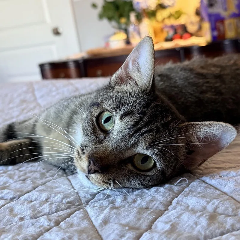 An adult medium-sized female Brown / Chocolate Domestic Short Hair cat named Lady Lilith for adoption in Brownsboro, AL