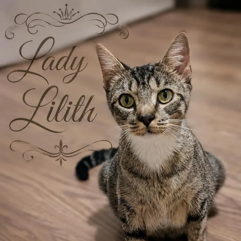 Lady Lilith thumbnail 4
