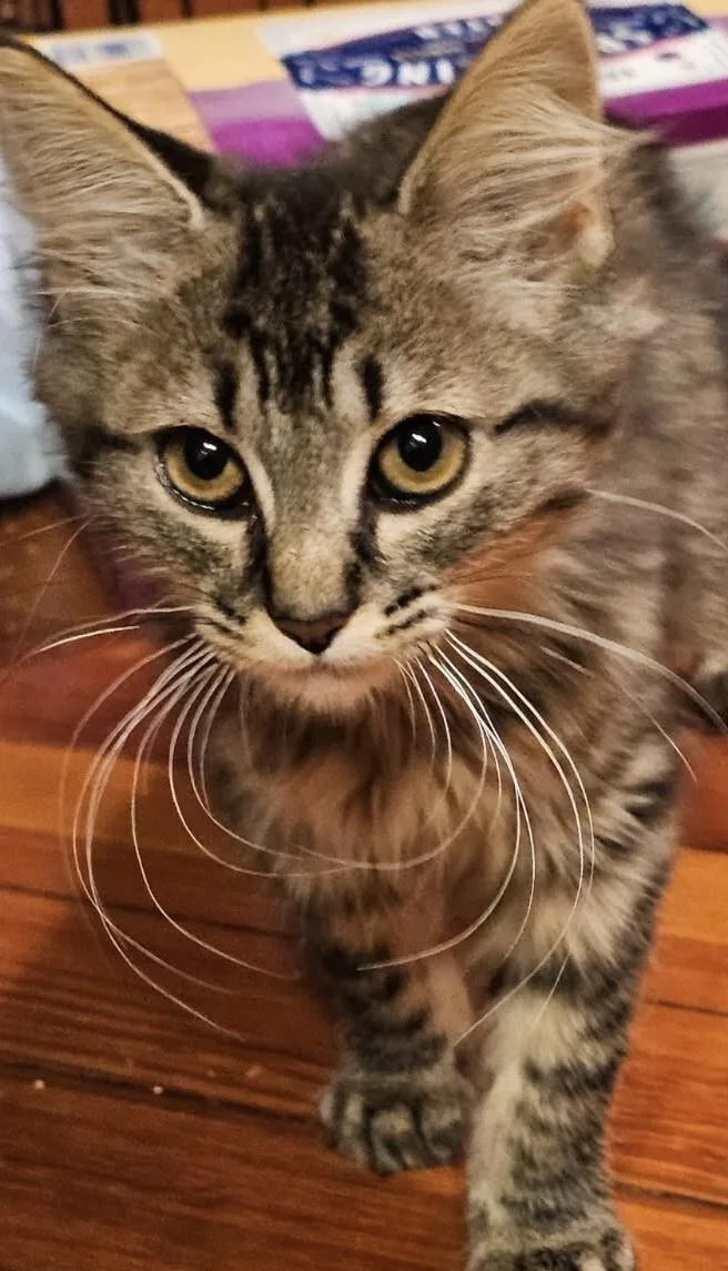 A baby medium-sized female Domestic Medium Hair cat named Fuzzball for adoption in New Haven, CT