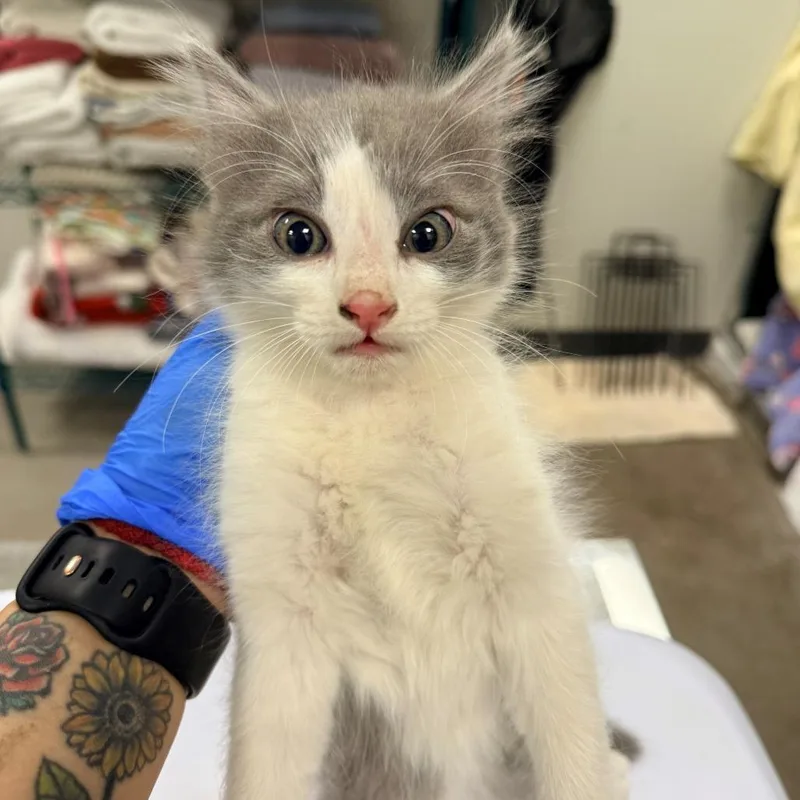 A baby small-sized male Gray / Blue / Silver Domestic Short Hair cat named 107443 for adoption in Las Cruces, NM