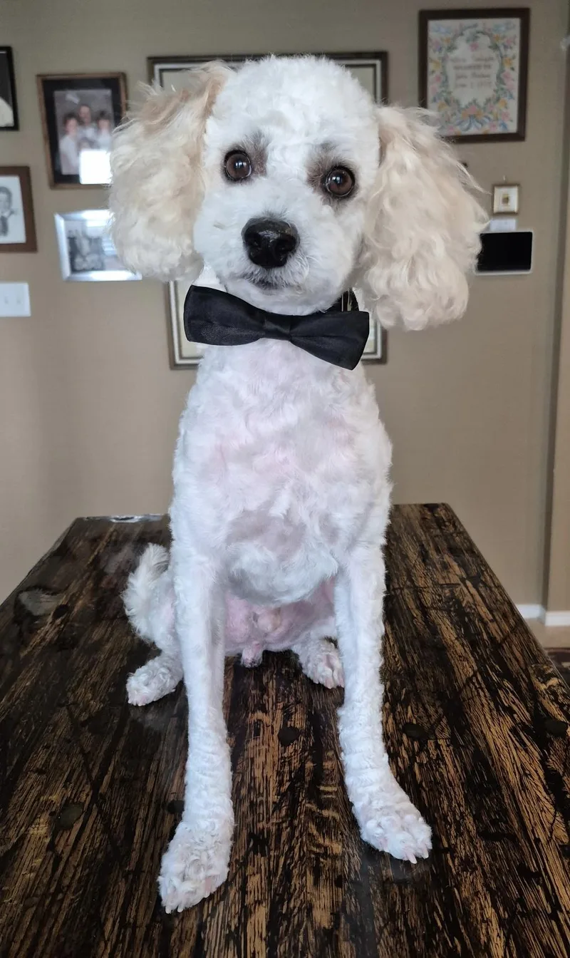 An adult small-sized male White / Cream Miniature Poodle dog named Ziggy for adoption in Dallas, TX